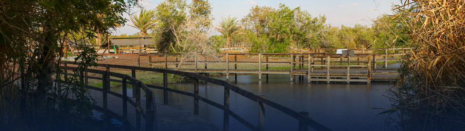 Azraq Oasis